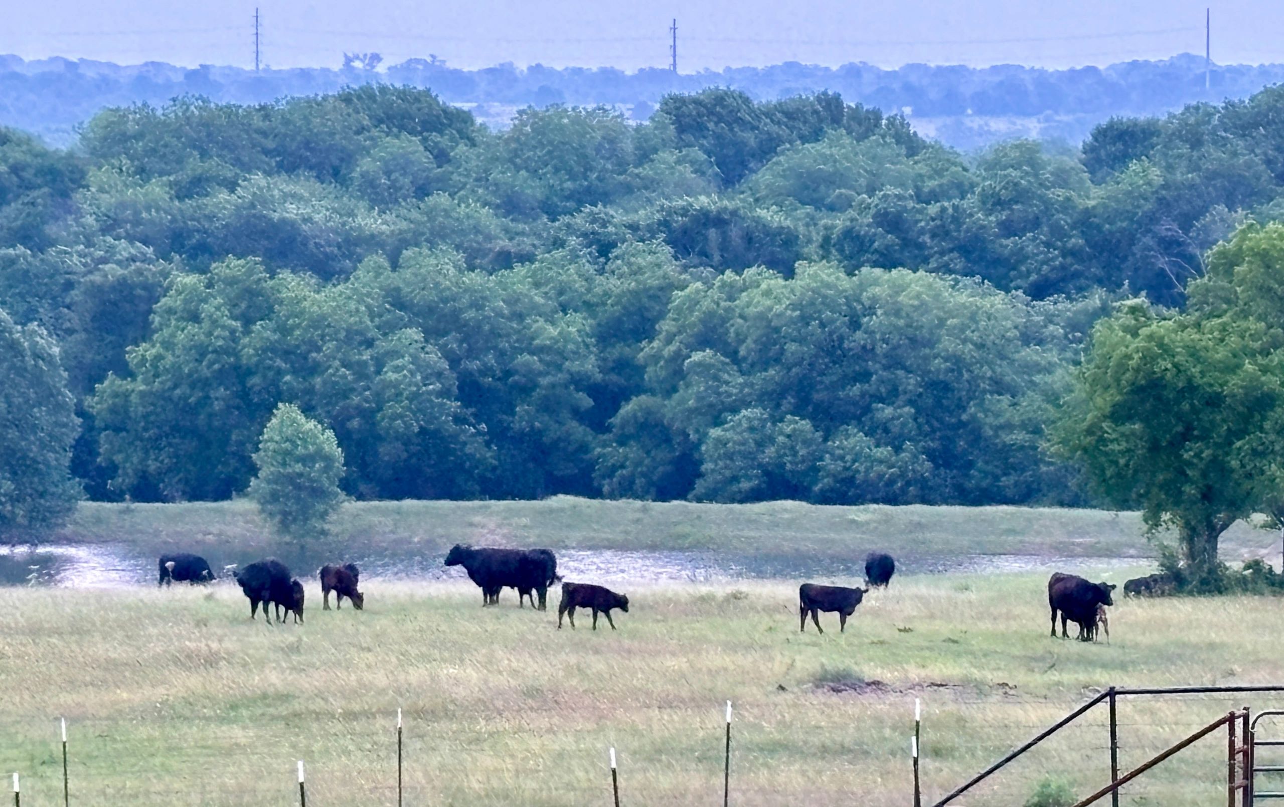 The Case for Locally Sourced Beef