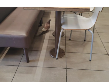A bird standing on the tiled floor between a bench and a chair indoors.