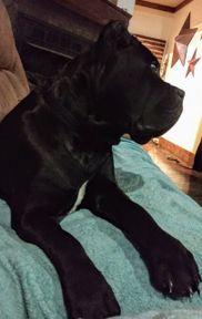 Cane Corso Puppies For Sale Smoky Mountain Cane Corso