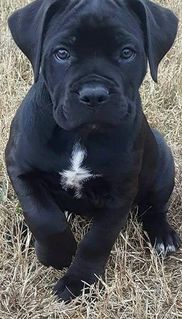 Cane Corso Puppies For Sale Smoky Mountain Cane Corso