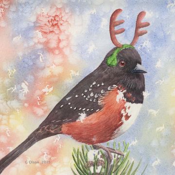 rufous sided tohee christmas theme