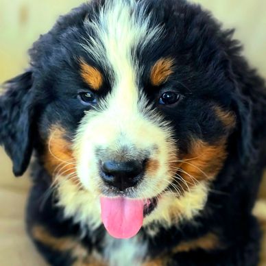 Bernese mountain dog puppy for sale