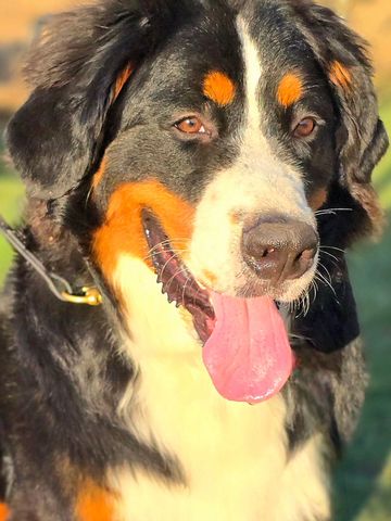Bernese mountain dog