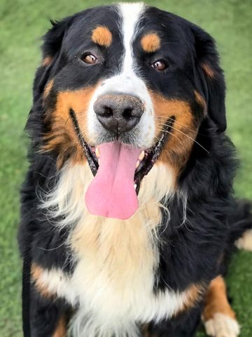 Berner puppy