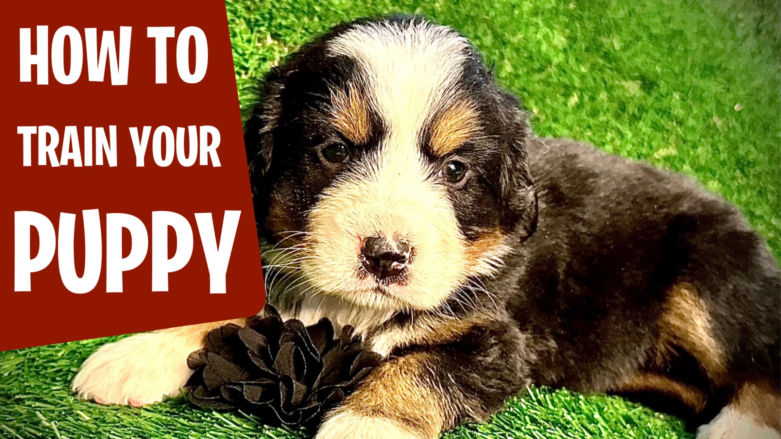 WellSocialized & Trained Bernese Mountain Dog Puppies