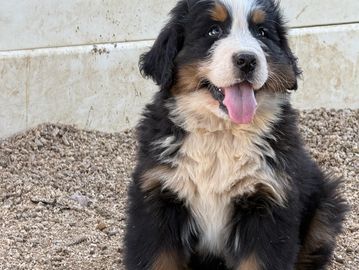 Pre-trained Bernese mountain dog puppy from Paradise Bernese Mountain Dogs located in Ramona, Califo