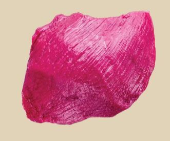 Kangaroo Silverside ($17.00 per kg)