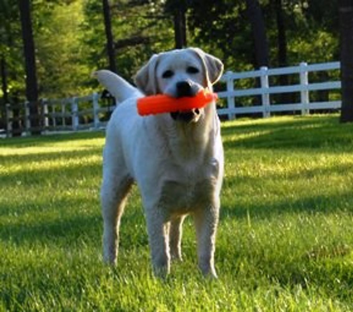Texas Moonlight Labs