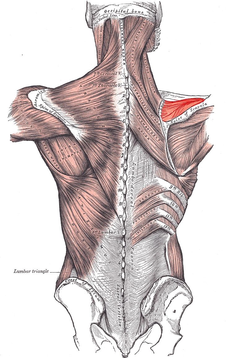 Supraspinatus A Crunchy Shoulder Muscle 
