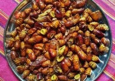 Assam Silk worms