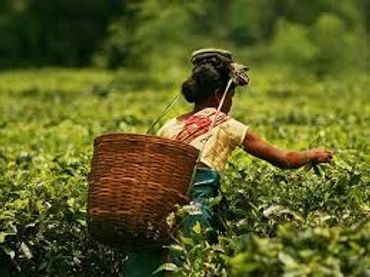 Assam tea gardens