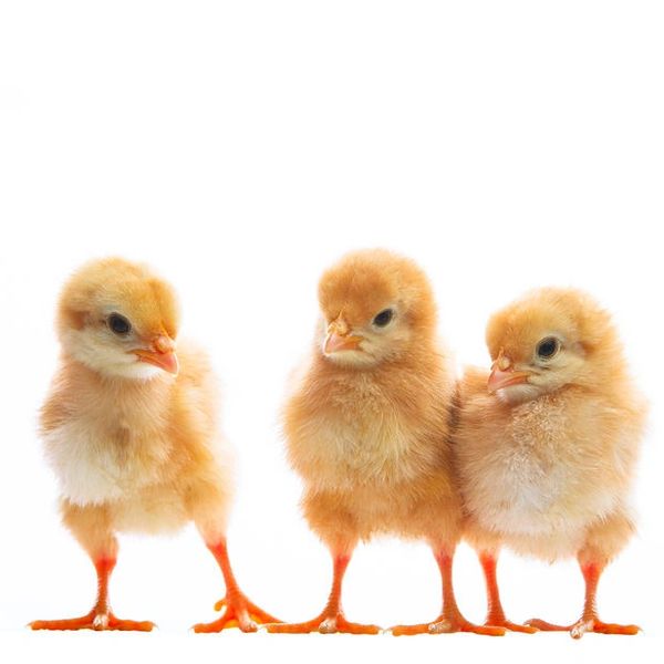 Three fluffy yellow baby chicks standing in a row on a white background.
