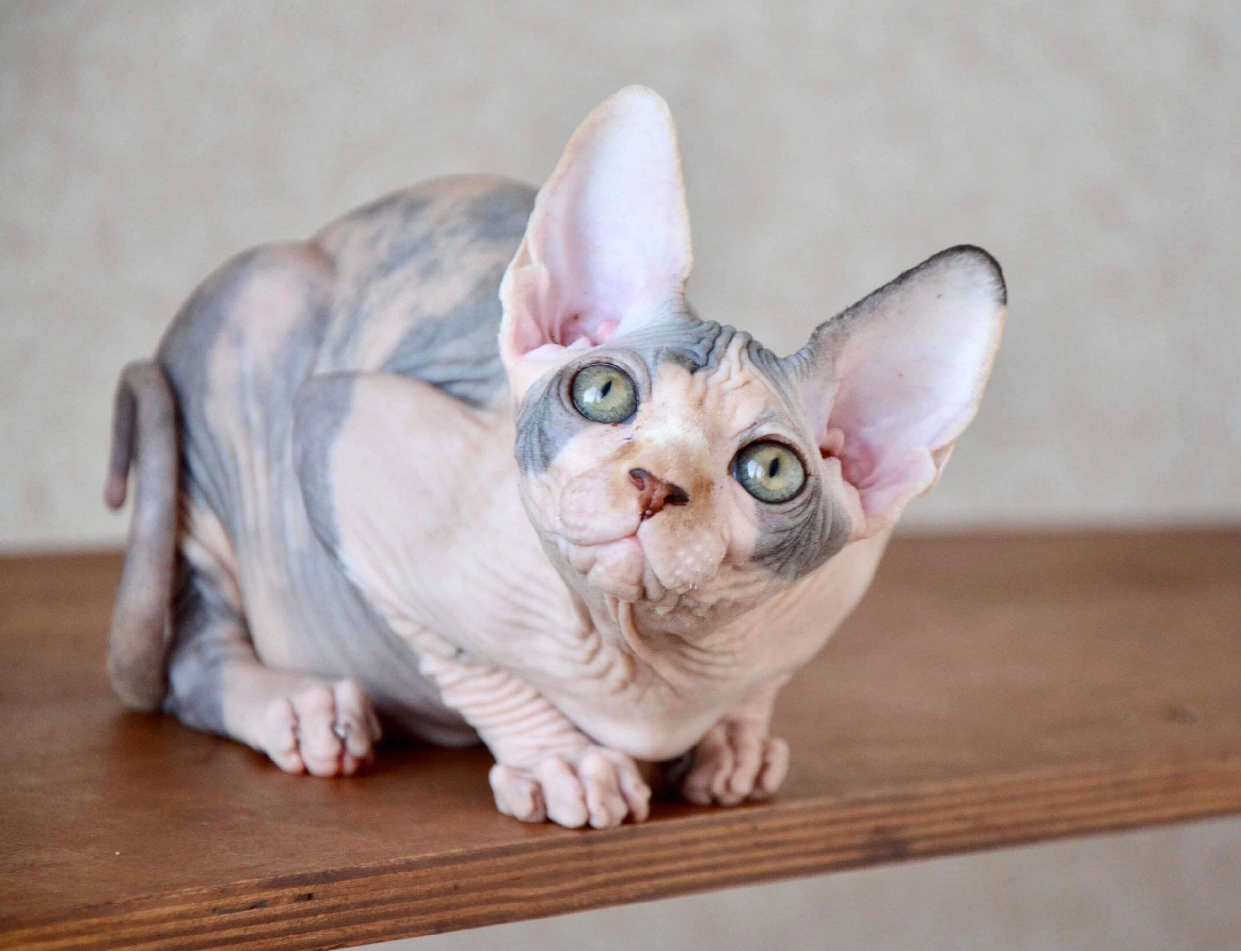 XenoSphynx