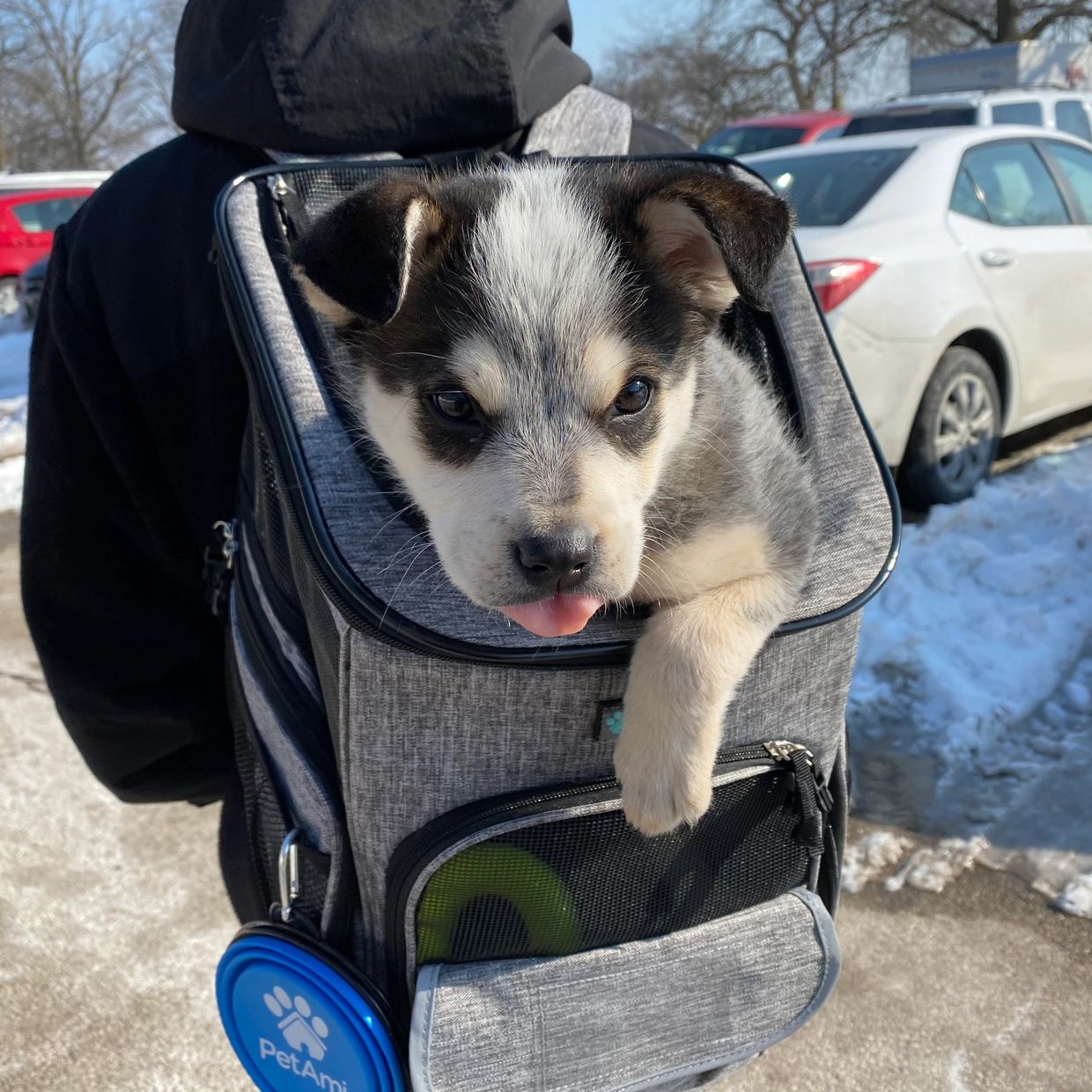 Cute puppy peeking out of a gray pet backpack with tongue out.
