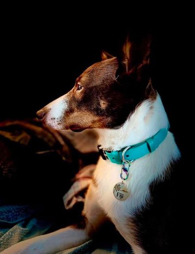 Profile of a dog with a turquoise collar in warm light.