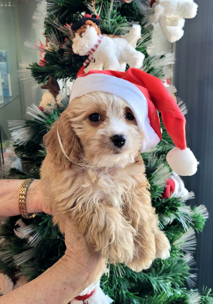 Puppies for sale Brisbane.
Puppy Place Puppies.
Puppy Pad