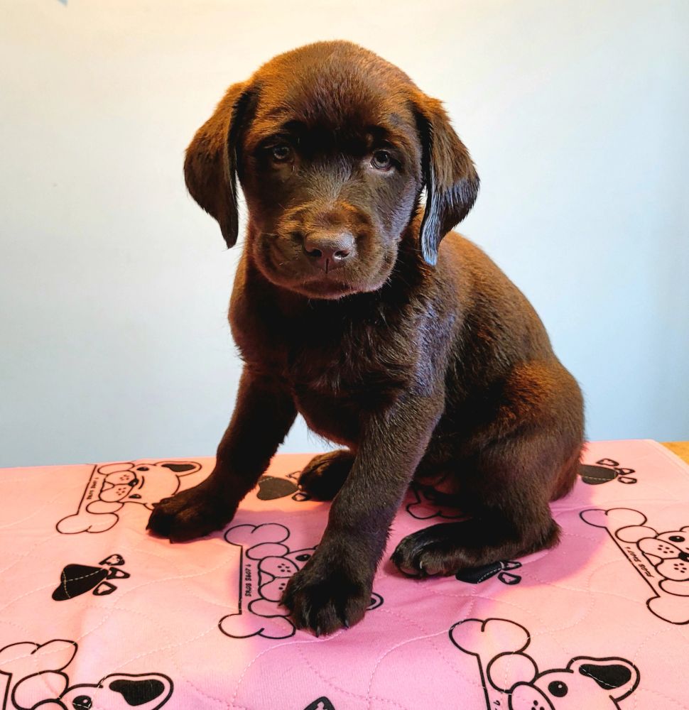 Puppies for sale Brisbane.
Labrador pups
Puppy Pad 
