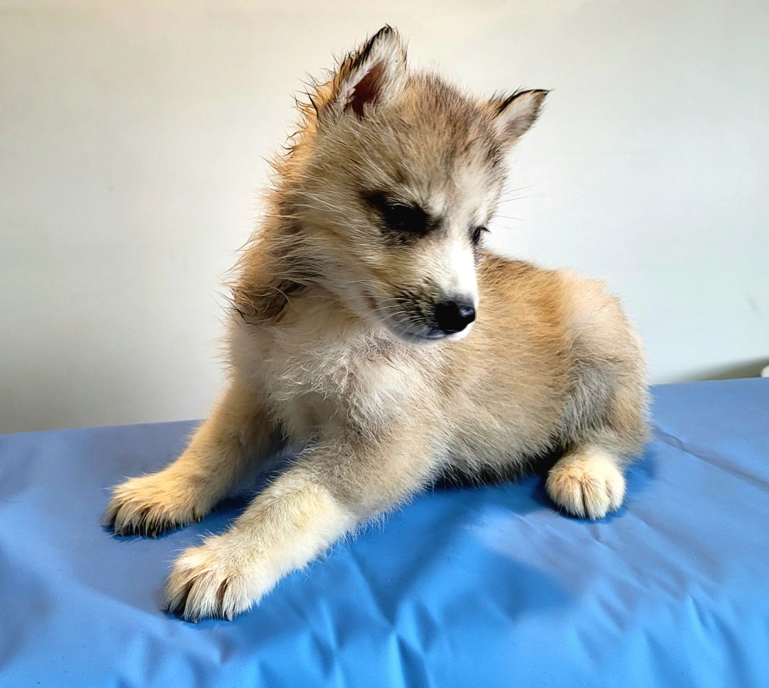 Puppies for sale Brisbane.
Husky pups at Puppy Place.
Puppy Pad Brisbane.
