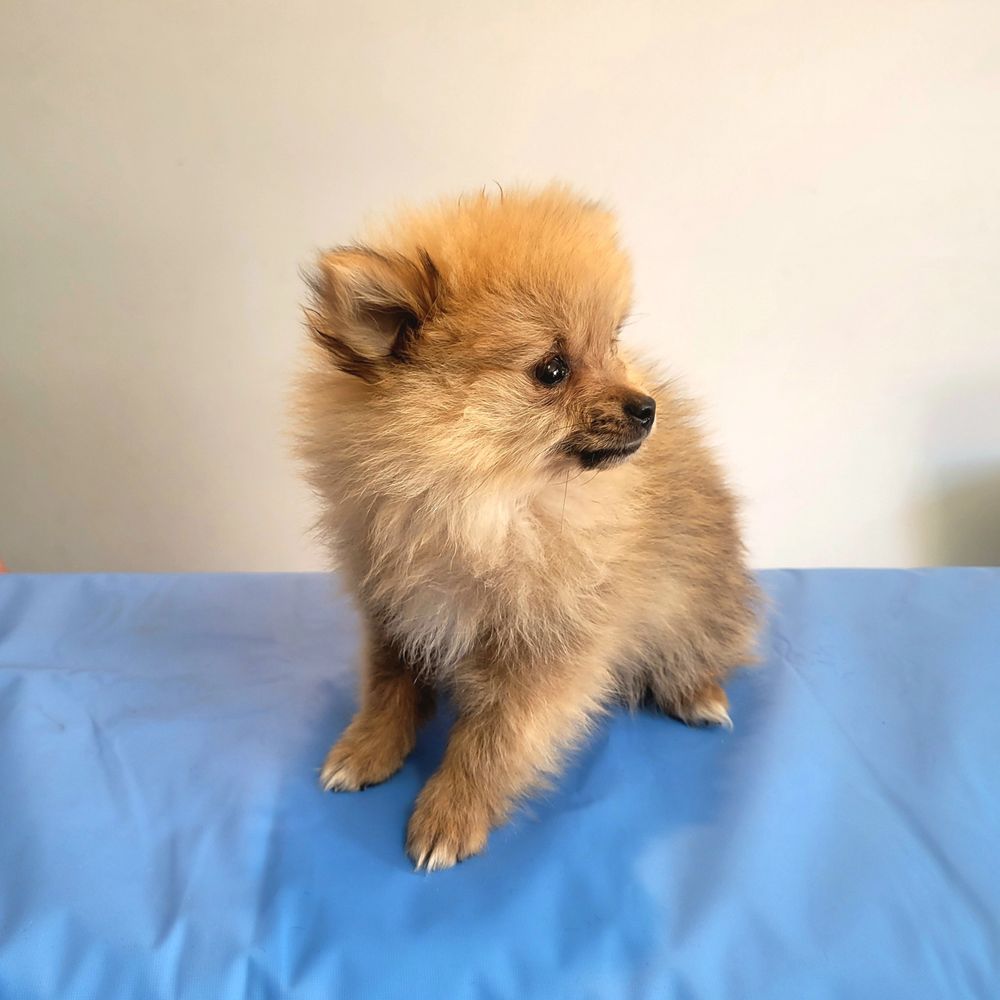 Puppies for sale Brisbane.
Pomeranian puppy
Puppy Place Hillcrest