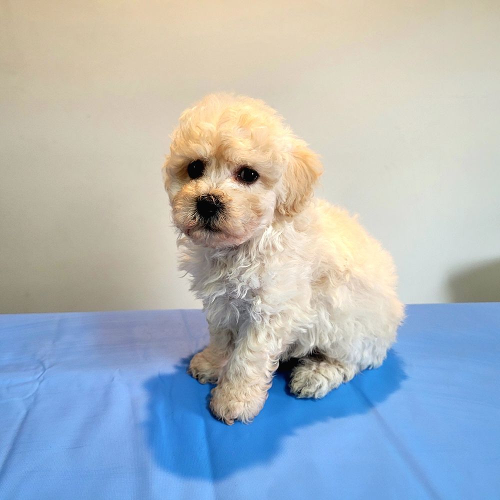 Puppies for sale Brisbane Bichon x Toy Poodle puppy
Puppy Place Hillcrest