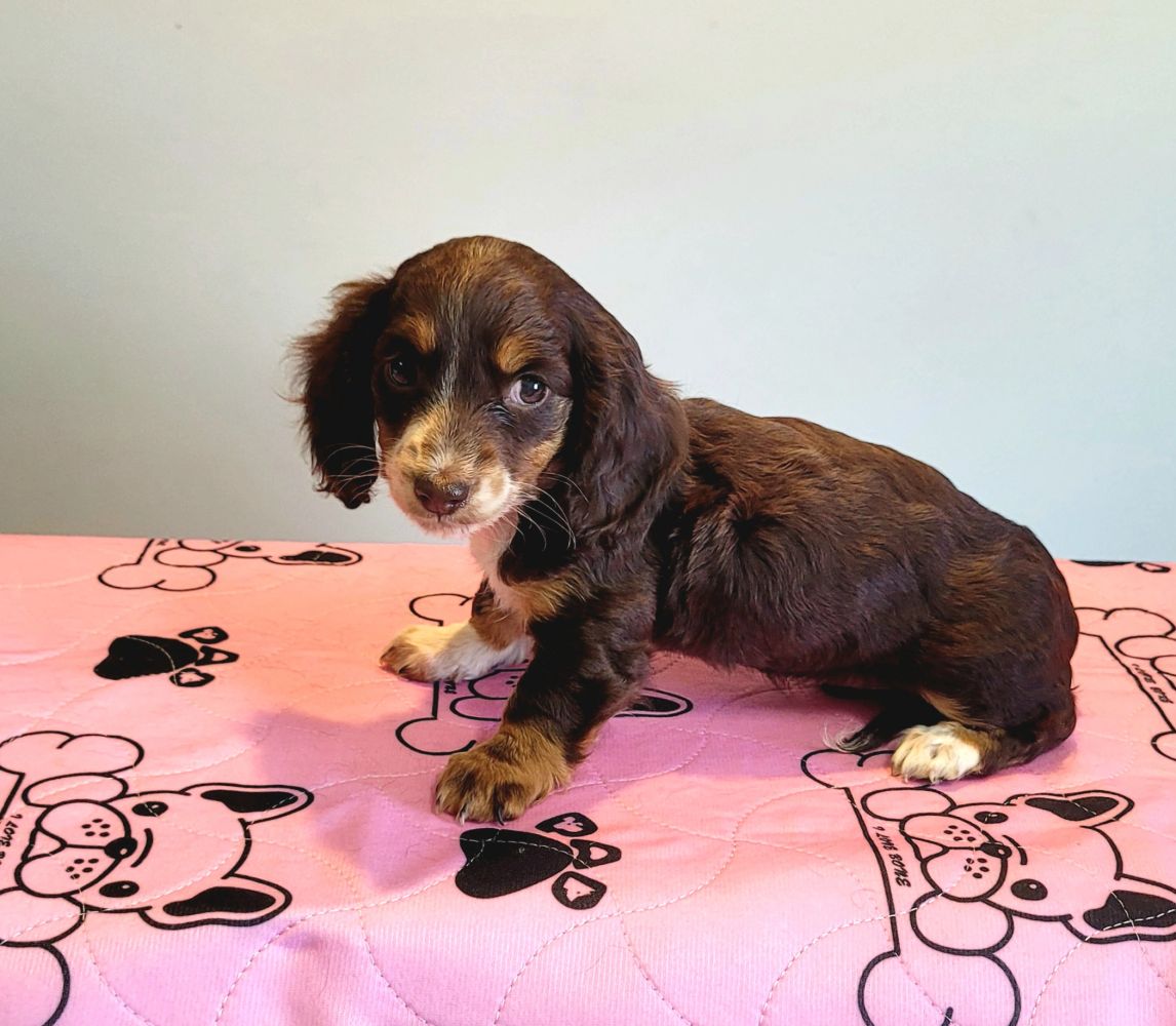 Puppies for sale Brisbane.
Mini Dachshund pups
Puppy Pad 
