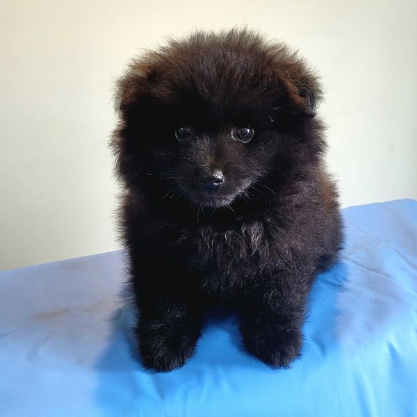 Pomeranian puppy for sale