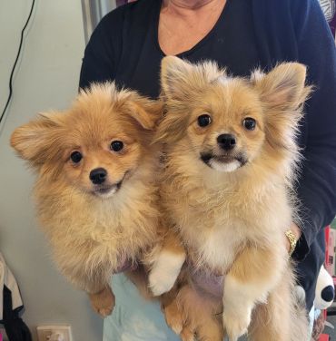 Tibetan x Pomeranian puppies