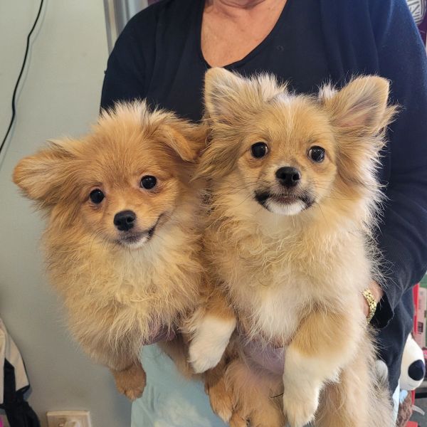 Tibetan Spaniel x Pomeranian puppies for sale.