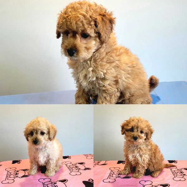 Cavoodle litter 2 puppies for sale.