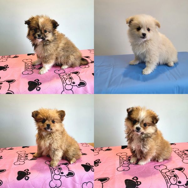 Tibetan Spaniel x Pomeranian puppies for sale.