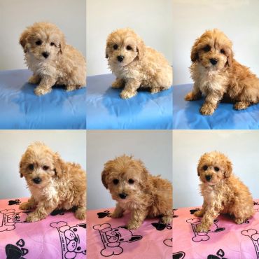 Cavoodle puppies