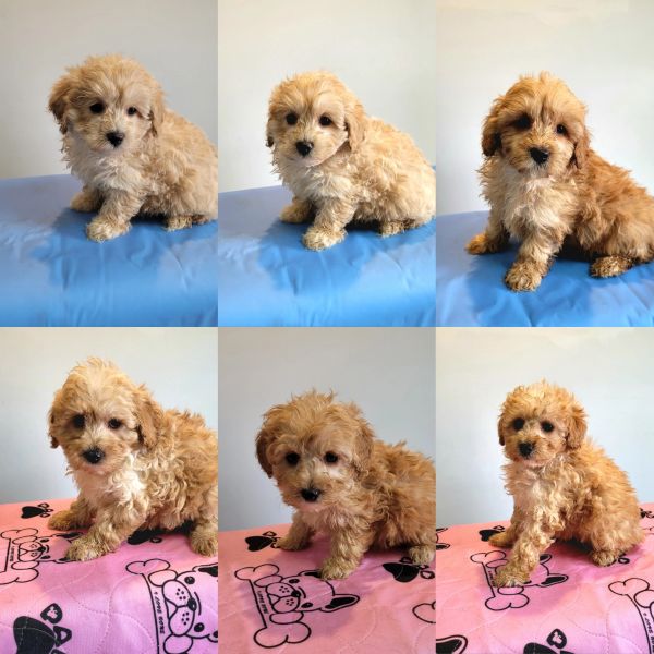 Cavoodle puppies for sale