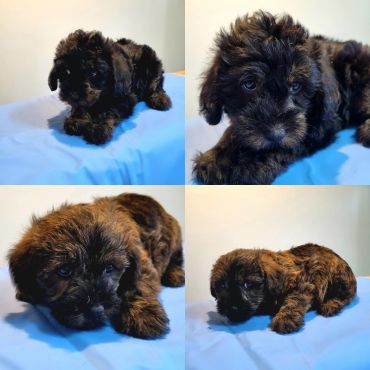 Cairnoodle puppies
