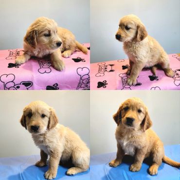 Golden Retriever puppies
