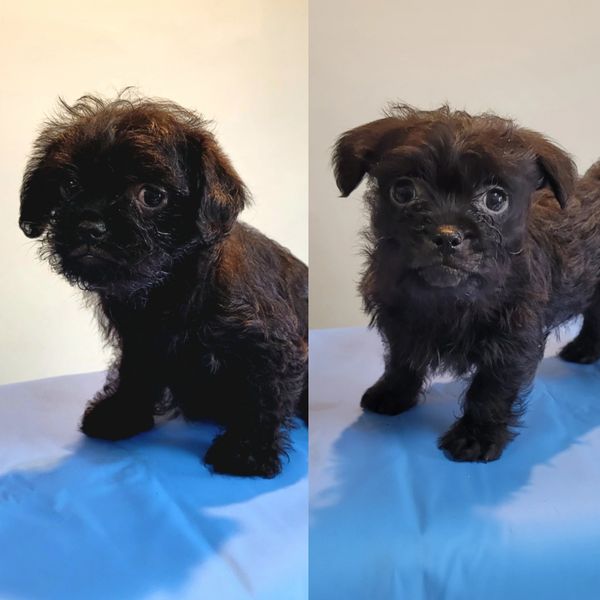 Jack Russell x Pug puppies for sale.