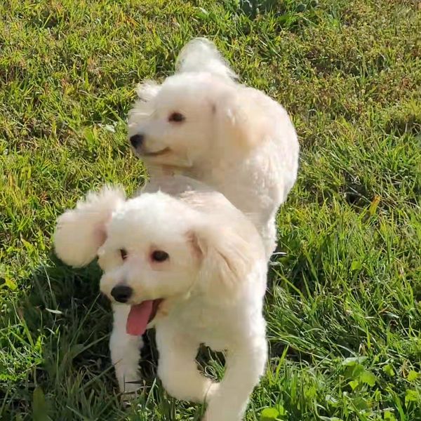 Bichon x Toy Poodle puppy for sale