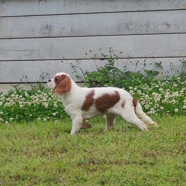 Cavalier puppies for sale.