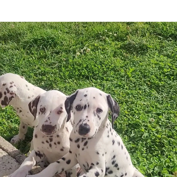 Dalmatian puppies playing