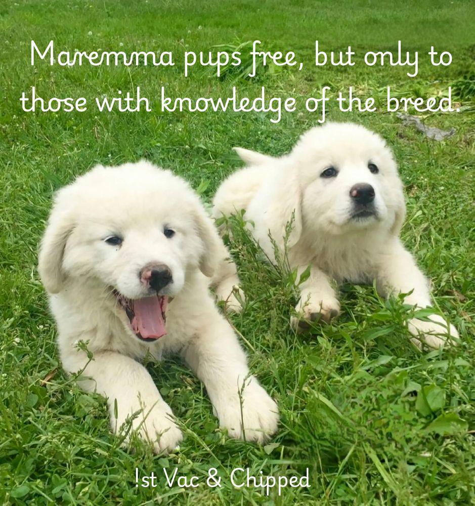 Puppies for sale Brisbane. puppies at Puppy Place Hillcrest.
Puppy Pad Brisbane.