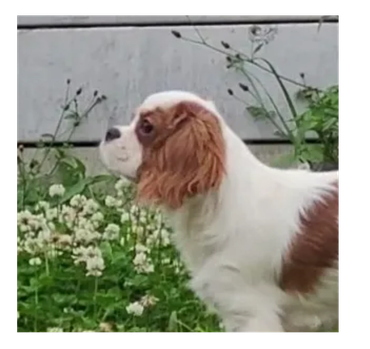 Cavalier puppies
