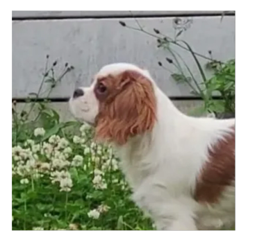 Cavalier puppies