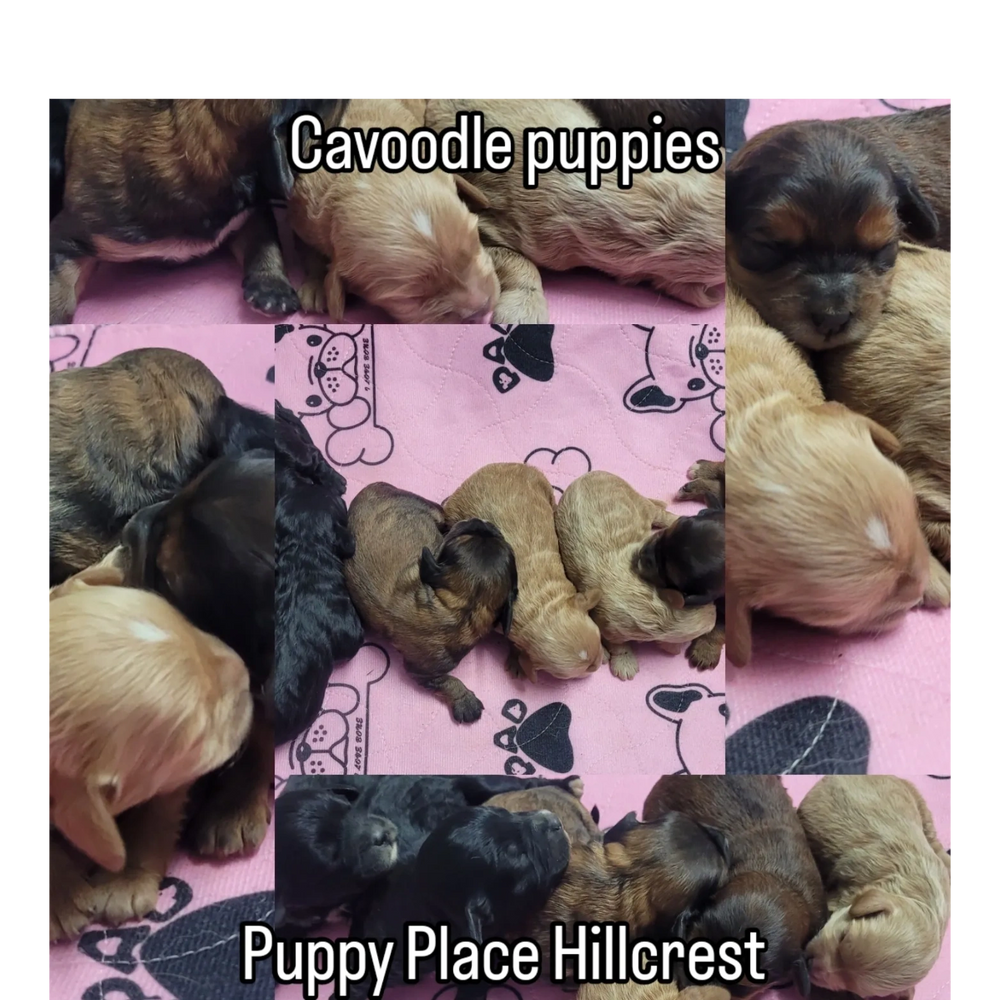 Puppies for sale Brisbane.
Cavoodle puppies.
Puppy Pad
Puppy Place.