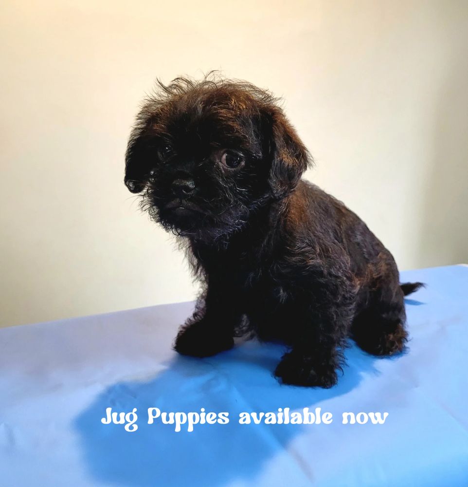 Jug puppies for sale