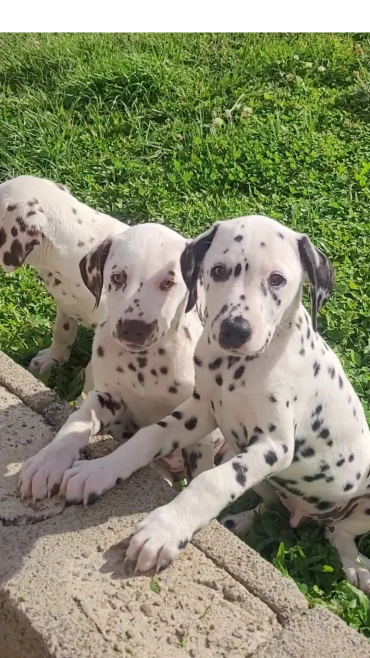 Dalmatian puppies