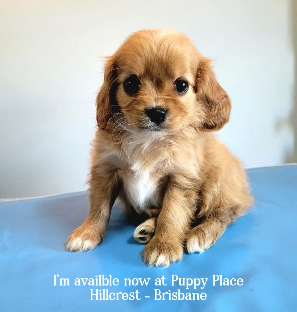 Cavoodle puppies for sale Brisbane.
Puppy Pad / Puppy Place Hillcrest.
