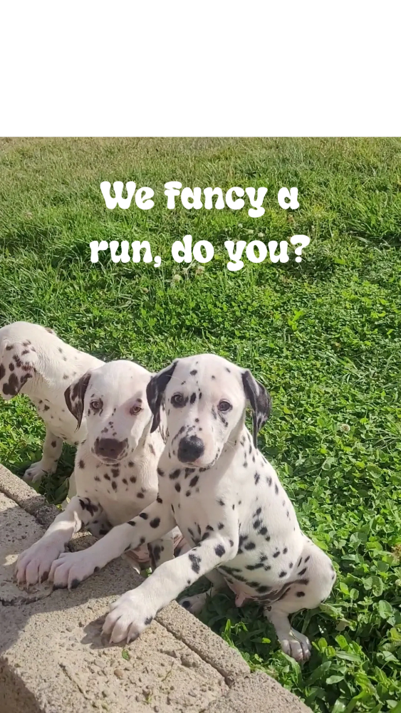 Dalmatian puppies for sale