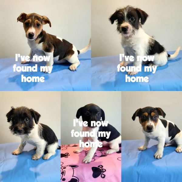 Jack Russell puppies for sale at Puppy Place hillcrest