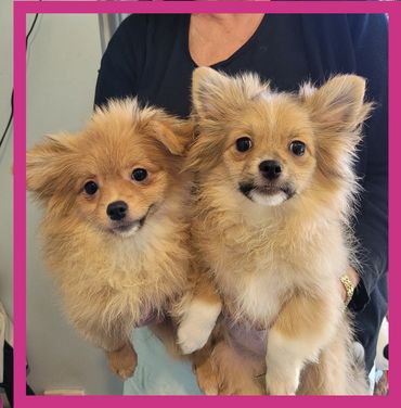 Tibetan x Pomeranian puppies