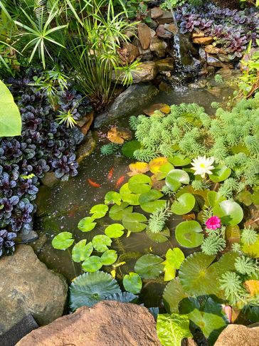 Pond with goldfish and water lilies 