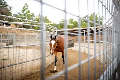 A brown horse walks inside a fenced paddock with a dirt ground.